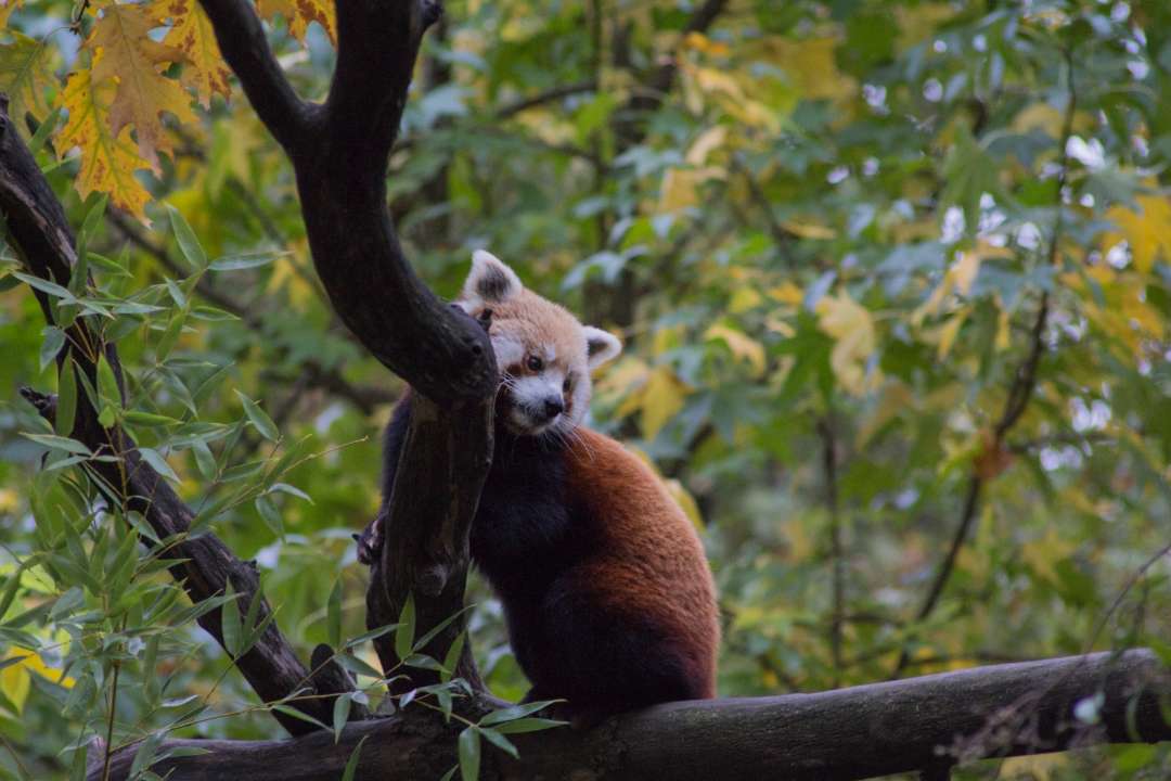 panda rosso